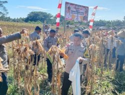 Sinergitas TNI-Polri Bersama Pemda, Polres Halmahera Utara Sukses Panen Raya Jagung