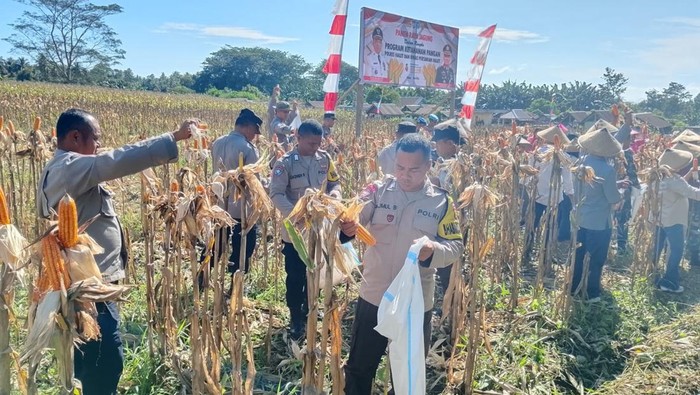 Sinergitas TNI-Polri Bersama Pemda, Polres Halmahera Utara Sukses Panen Raya Jagung