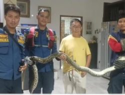 Hiii! Warga Bogor Temukan Ular Sanca 3 Meter di Belakang Kompor – Update 1