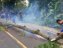 BPBD Pandeglang Tebang Belasan Pohon, antisipasi Bencana Tumbangnya Pohon di Tengah Cuaca Ekstrem
