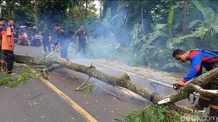 BPBD Pandeglang Tebang Belasan Pohon, antisipasi Bencana Tumbangnya Pohon di Tengah Cuaca Ekstrem