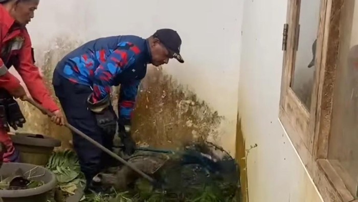 3 Musang Masuk Rumah Warga di Bogor, Damkar Evakuasi: Fenomena Hewan liar di Tengah Kota