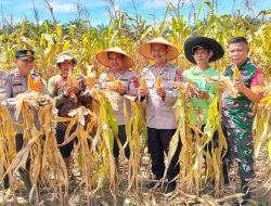 **Dukung Ketahanan Pangan, Polda Jambi Panen 46 Ton Jagung: Langkah Profesional dalam Menjaga Keberlanjutan Pangan**