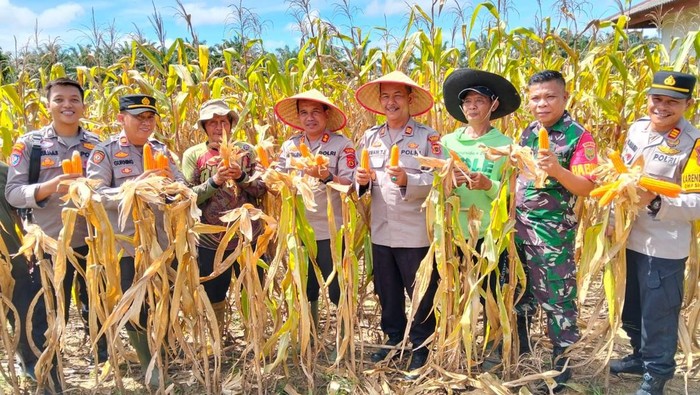 **Dukung Ketahanan Pangan, Polda Jambi Panen 46 Ton Jagung: Langkah Profesional dalam Menjaga Keberlanjutan Pangan**