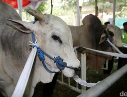Yuk, Jadi Bagian dari Kurban di Masjid Istiqlal, Begini Caranya!