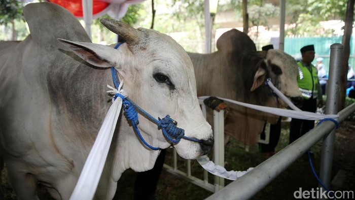 Yuk, Jadi Bagian dari Kurban di Masjid Istiqlal, Begini Caranya!