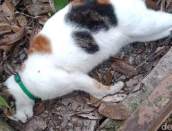 Geger Belasan Kucing di Malang Mati Mendadak, Lidah Membiru, Warga Curigai Racun