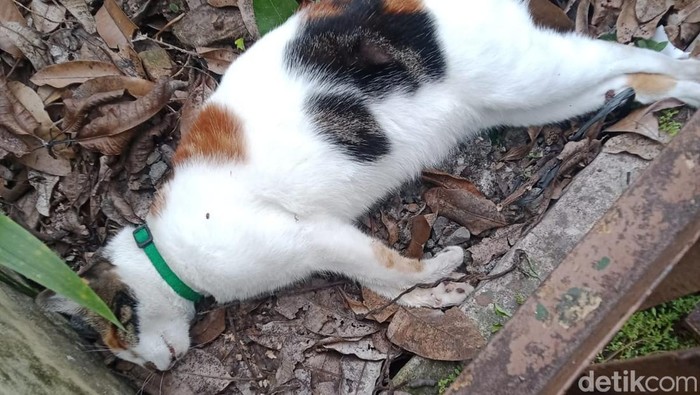 Geger Belasan Kucing di Malang Mati Mendadak, Lidah Membiru, Warga Curigai Racun