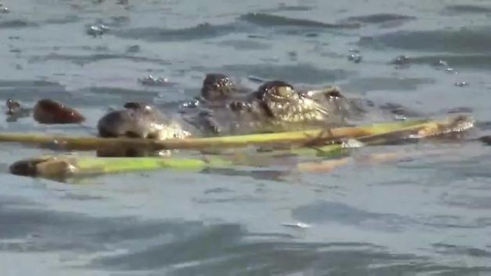 **Buaya Laut Menyerang! Tangan Peternak Udang di OKI Putus, Korban Dirawat di RS**