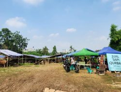 Sapi di Lahan BMKG, Pedagang Kebingungan Bayar Sewa ke GRIB!