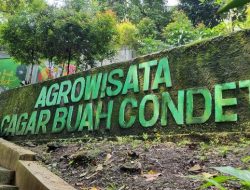 Salak Condet: Maskot Jakarta yang Menyegarkan, Serba-serbi Buah Bersisik yang Jadi Maskot Jakarta
