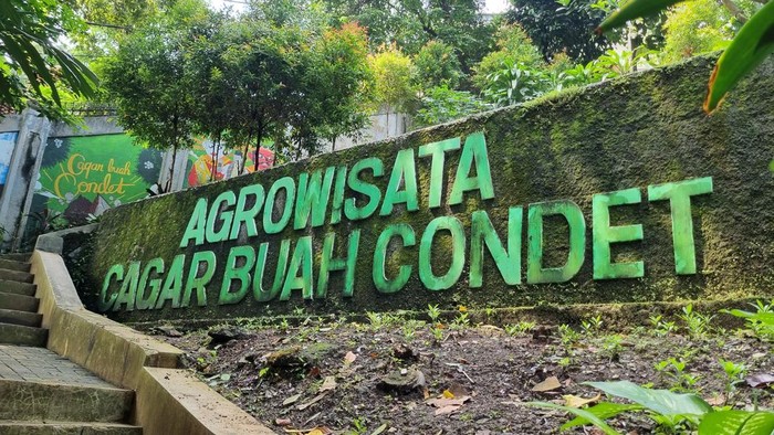 Salak Condet: Maskot Jakarta yang Menyegarkan, Serba-serbi Buah Bersisik yang Jadi Maskot Jakarta