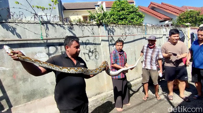 Ular Raksasa 3 Meter Makan Ternak Warga Bogor, Damkar Terpaksa Evakuasi!