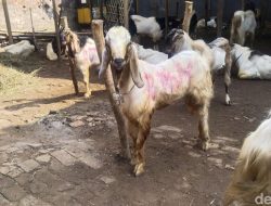 **Bolehkah Kurban Kambing untuk Satu Keluarga? Ini Penjelasan Hukum dari Kemenag**