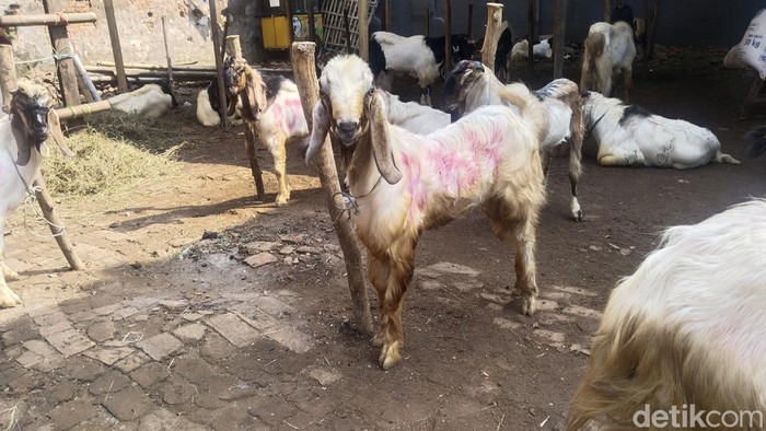 **Bolehkah Kurban Kambing untuk Satu Keluarga? Ini Penjelasan Hukum dari Kemenag**