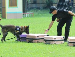 Anjing K9 Polisi Satwa Jadi Pahlawan dalam Penyelamatan dan Perang melawan Narkoba!