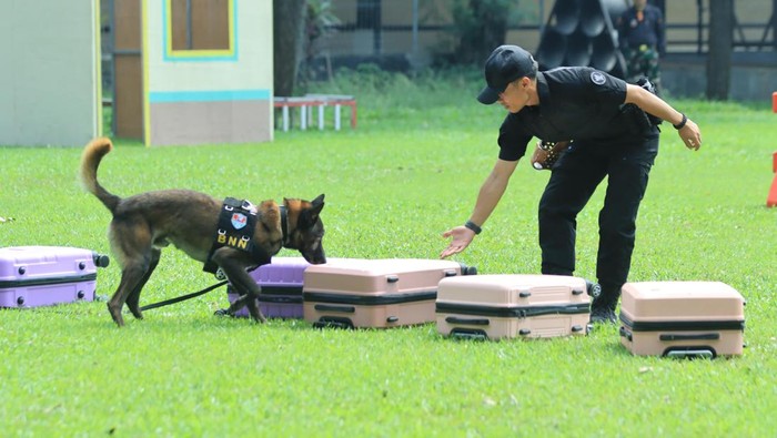 Anjing K9 Polisi Satwa Jadi Pahlawan dalam Penyelamatan dan Perang melawan Narkoba!