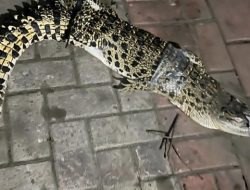 Geger Buaya 1,5 Meter Muncul di Saluran Air Cibinong, Bogor!