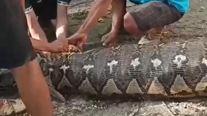 Hilang Sehari, Petani Busel Tewas Ditelan Piton 5 Meter: Tragedi Menakutkan yang Tak Tersangka!
