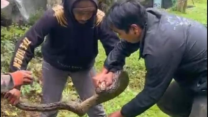Ular Piton Berjejer di Danau Buyan, BKSDA: Ini Sebabnya!