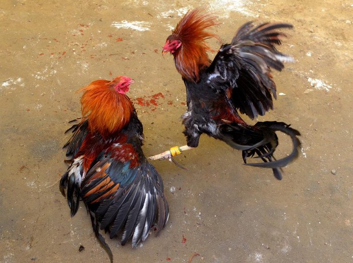 15 Polisi Filipina Ditangkap, Geger Pembunuhan Pelaku Sabung Ayam Berbuntut Mencekam