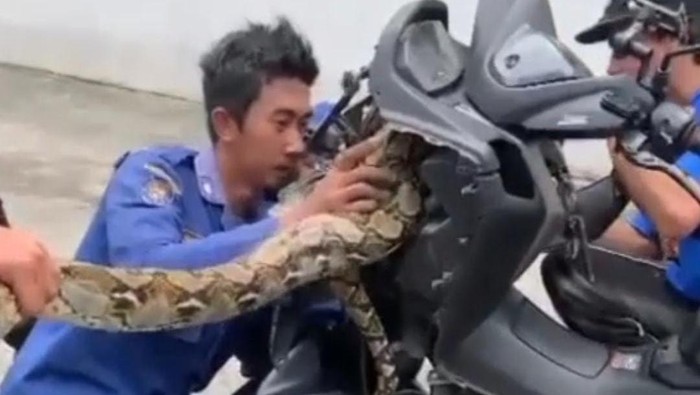 Warga Tangsel Terkejut, Ular Sanca 4 Meter Muncul di Body Motor, Damkar Cepat Tangani