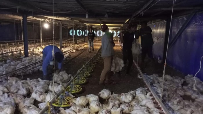 Peternak Banten Geram, Perusahaan Jual Ayam di Bawah Aturan Kementan!