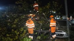 Hujan Deras-Angin Kencang di Bogor, Pohon Bintaro Tumbang Timpa Mobil Warga