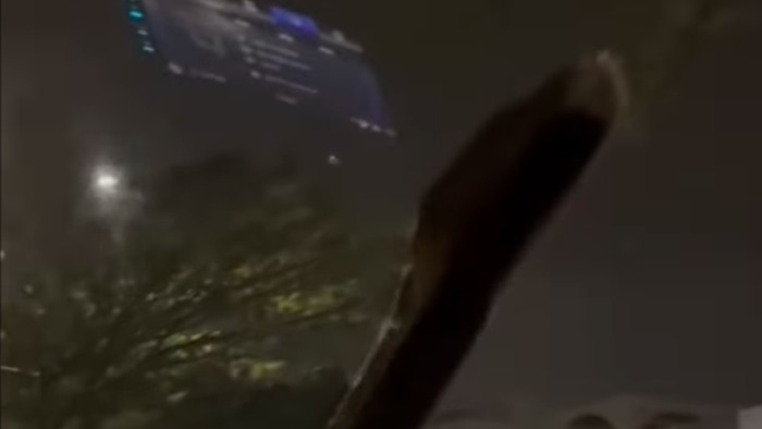 **Dramatis! Damkar Selamatkan Ular Sanca yang Tiban di Mobil di Serpong**