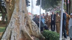 Pemprov Banten Gandeng Ahli IPB, Cek Pohon Tua demi Keselamatan Warga
