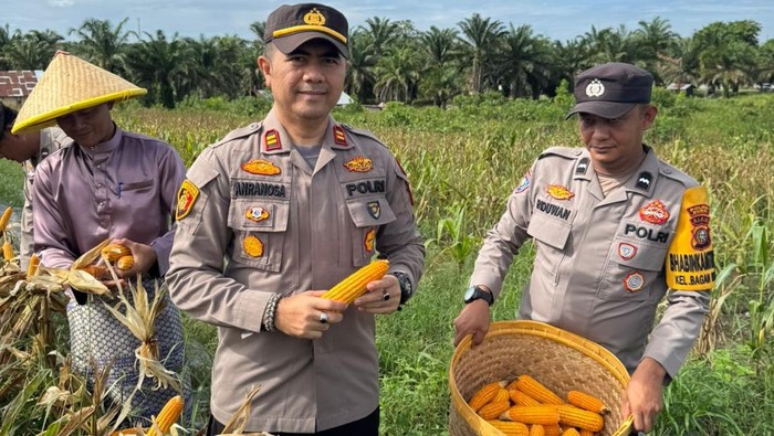 **Polres Dumai Raih 500 Kg Jagung dari 1 Hektare, Tetap Berjuang melawan Hama untuk Ketahanan Pangan**