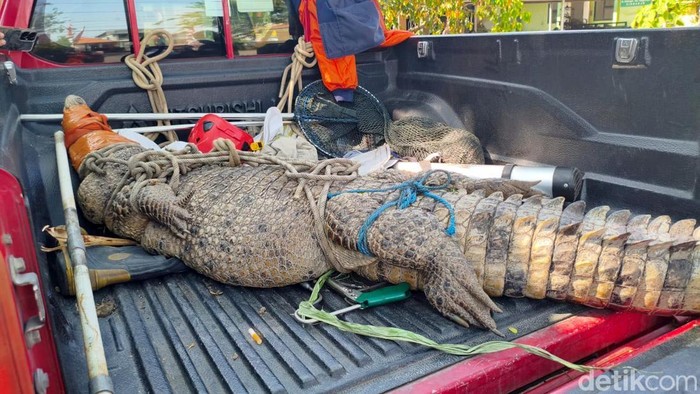 Heboh Buaya 3 Meter Masuk Kebun Tebu di Sidoarjo, Sempat Makan Ternak Warga - Update 1
