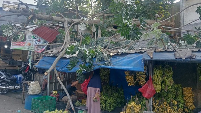 Pohon 8 Meter Tumbang, Pedagang Buah di Bogor Terancam Rugi Besar