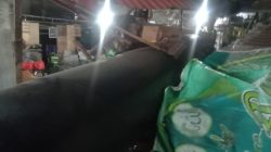 Geger! Pipa Jumbo Jatuh dari 3 Meter Timpa Lapak Pedagang di Jakut, Seorang Sopir Diamankan