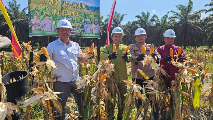 Polres Inhu Berkontribusi Besar, Sukseskan Ketahanan Pangan dengan Panen Jagung 600 Kg