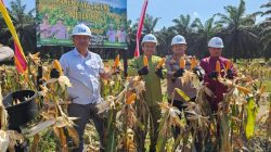 Polres Inhu Berkontribusi Besar, Sukseskan Ketahanan Pangan dengan Panen Jagung 600 Kg