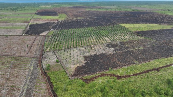 **Potret Udara 100 Ha Lahan di Bengkalis Usai Dibakar 2 Tersangka: Tragedi yang Mengguncang Riau**