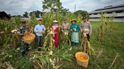 Polres Dumai Berkontribusi Besar dalam Swasembada Pangan dengan Panen Jagung 400 Kilo