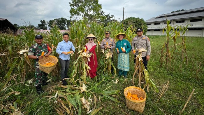 Polres Dumai Berkontribusi Besar dalam Swasembada Pangan dengan Panen Jagung 400 Kilo