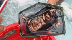 Dosen Unpad: lobster KJA Pangandaran, Solusi Ekologis bagi Masyarakat