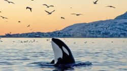 **Viral Jessica Radcliffe Tewas Diserang Paus Orca, Hoax AI yang Mempelajari Dunia**