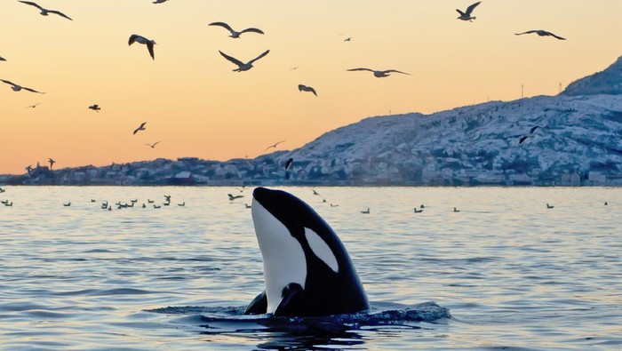 **Viral Jessica Radcliffe Tewas Diserang Paus Orca, Hoax AI yang Mempelajari Dunia**