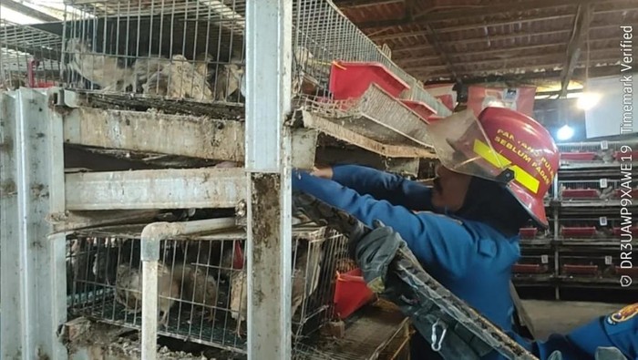 Ular Sanca Serang Kandang Burung Puyuh Warga Bogor, Damkar Segera Evakuasi