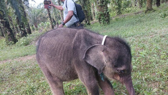 BKSDA Riau Ungkap Misteri Kematian Anak Gajah Yuni: Hasil Nekropsi Mengejutkan
