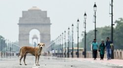Mahkamah Agung India Perintahkan Penangkapan Ribuan Anjing Liar, Ancam Hukuman bagi Pemelihara yang Tidak Taat!