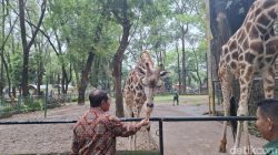 Kaji Ragunan Buka Malam Hari, Pramono: Naik Shuttle Bus-Tak Boleh Bawa Mobil – Update 1