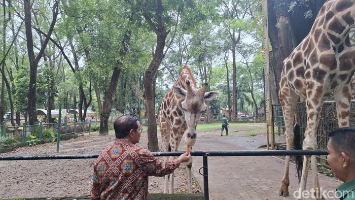 Kaji Ragunan Buka Malam Hari, Pramono: Naik Shuttle Bus-Tak Boleh Bawa Mobil - Update 1