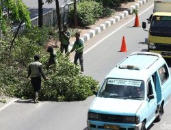 Pemprov Jakarta Pangkas 55 Ribu Pohon Rawan Tumbang, Ancam Hutan Kota?