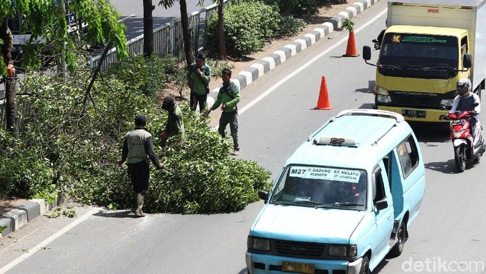 Pemprov Jakarta Pangkas 55 Ribu Pohon Rawan Tumbang, Ancam Hutan Kota?