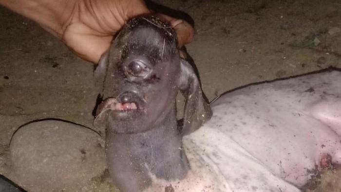 Heboh Anak Kambing Bermata Satu Bikin Warga di Polman Takut - Update 1